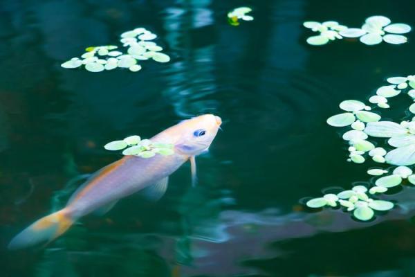 梦到好多鱼在水里游 梦到好多鱼在水里游