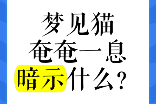 梦见被猫抓了