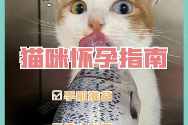 孕妇梦见猫一定生女儿 孕妇梦见猫一定生女儿