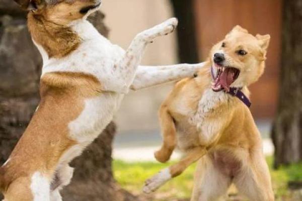 妈妈梦见狗咬女儿什么预兆 妈妈梦见狗咬女儿什么预兆