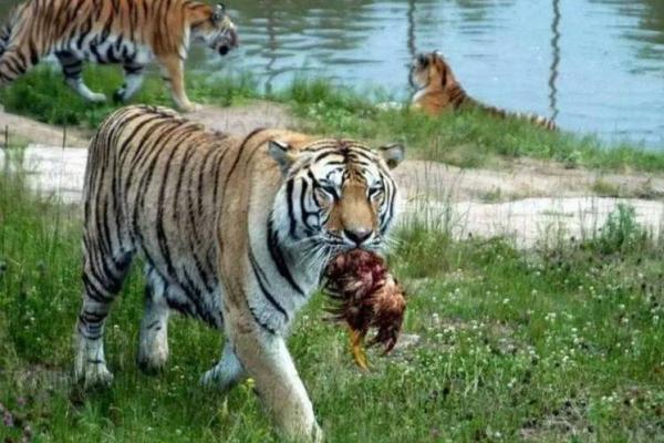 梦见老虎吃人是什么预兆 梦见老虎吃人是什么预兆