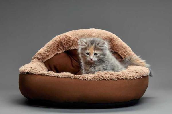 梦见狗咬自己财运怎么样 梦见狗咬自己财运怎么样