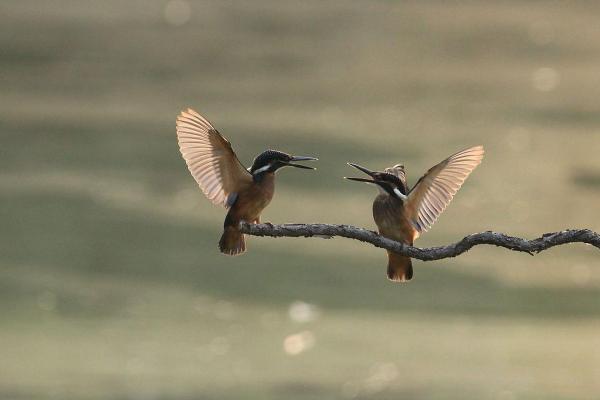 风和日丽是什么生肖(风和日丽是什么生肖动物)
