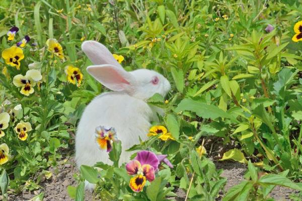 风和日丽是什么生肖(风和日丽是什么生肖动物)