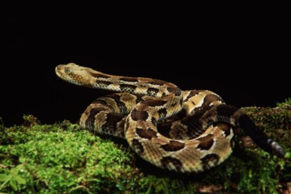 梦见好大一条蛇是什么预兆 梦见好大一条蛇是什么预兆