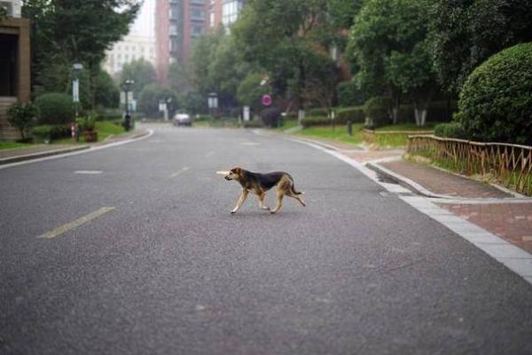 男人梦见狗追自己是什么意思啊 男人梦见狗追自己是什么意思啊