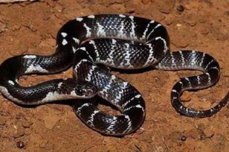 梦见好大一条蛇是什么预兆