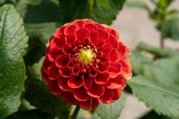 欣欣向荣指什么生肖(欣欣向荣指什么生肖是什么动物)