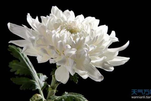 梦见女儿死了是什么兆头