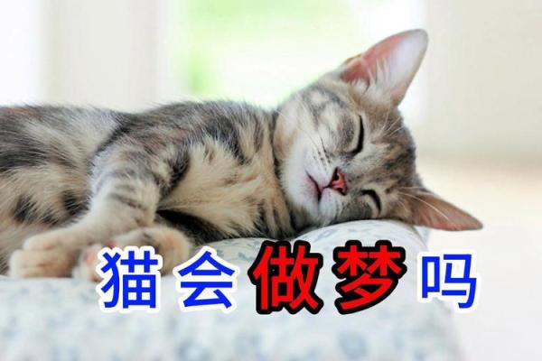 做梦梦到猫咬我是什么征兆 做梦梦到猫咬我是什么征兆