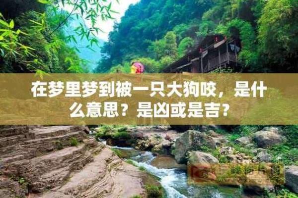 梦到狗追咬是什么意思 梦到狗追咬是什么意思