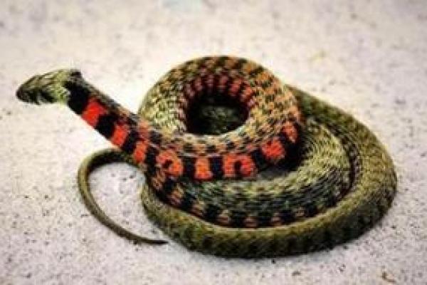 女人梦见死蛇有什么预兆