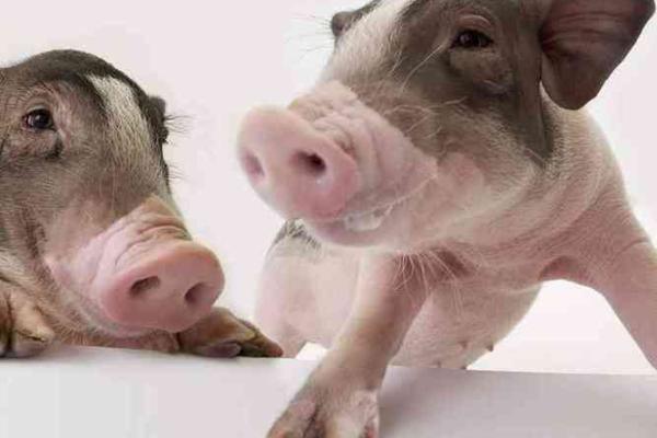 女人梦见小猪仔 发财