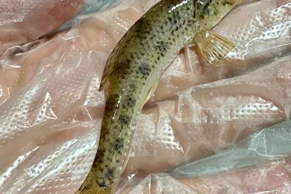 男人梦见抓到好多鱼 男人梦见抓到好多鱼