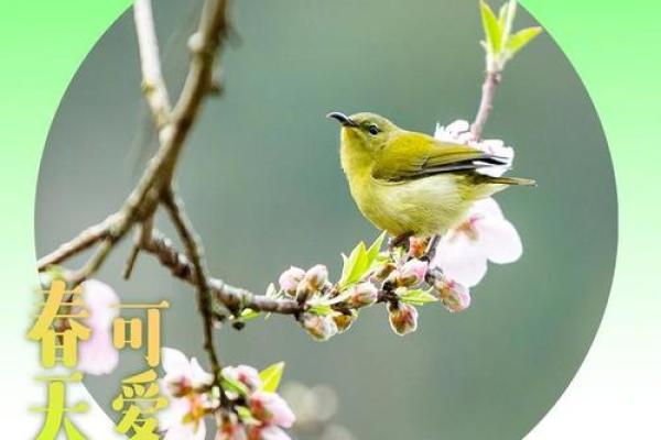 鸟语花香最准确的生肖(鸟语花香是什么生肖)