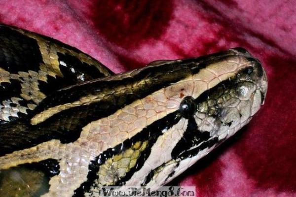 女人梦见蛇咬的七大预兆