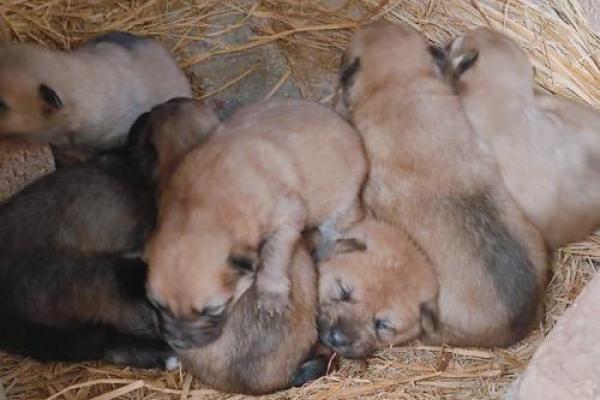 梦见一群小狗是什么意思 梦见一群小狗是什么意思