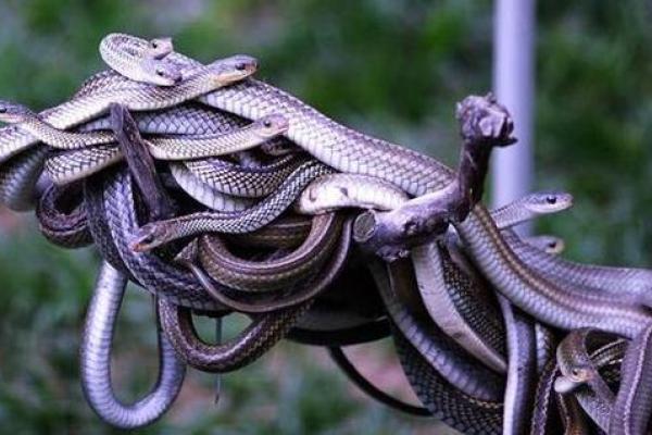 梦到抓蛇是什么征兆 男性 梦到抓蛇是什么征兆 男性