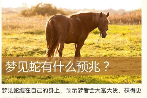 梦见家里有蛇 梦见家里有蛇