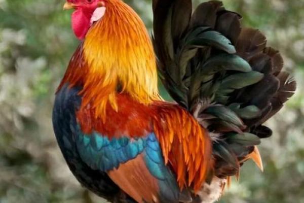 司晨报晓的动物是什么生肖(司晨报晓具体是哪个生肖) 司晨报晓的动物是什么生肖(司晨报晓具体是哪个生肖)