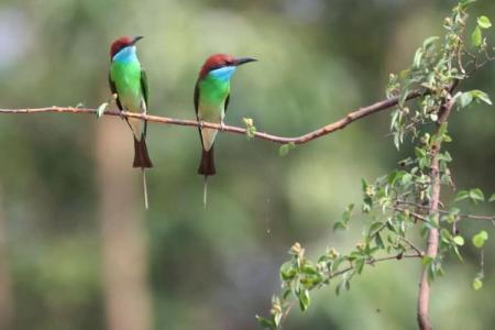 鸟语花香代表什么生肖(鸟语花香指什么动物和生肖)