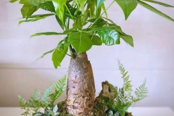 房子里栽什么树苗好风水 房子里栽什么树苗好风水