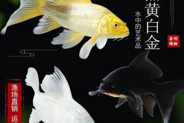风水鱼养多少条比较好? 风水鱼养多少条比较好?