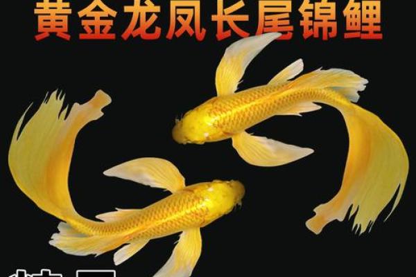 风水鱼养多少条比较好? 风水鱼养多少条比较好?