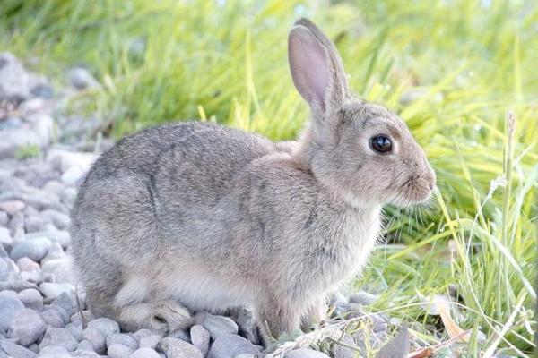 1999年属兔最佳结婚年龄