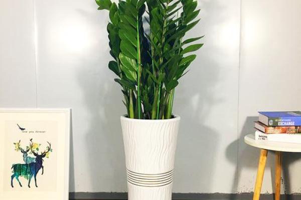 金钱树:客厅风水中最招财的植物之一 金钱树:客厅风水中最招财的植物之一