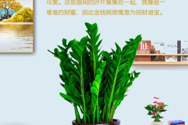 金钱树:客厅风水中最招财的植物之一 金钱树:客厅风水中最招财的植物之一