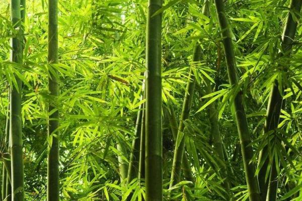 房子里生竹子好吗风水 房子里生竹子好吗风水
