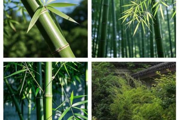 房子里生竹子好吗风水 房子里生竹子好吗风水