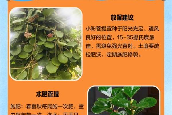 扇子树的风水 扇子树的风水讲究 扇子树的风水 扇子树的风水讲究