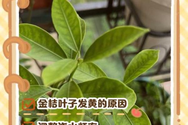 家里种金桔不吉利吗风水观点 家里种金桔不吉利吗风水观点