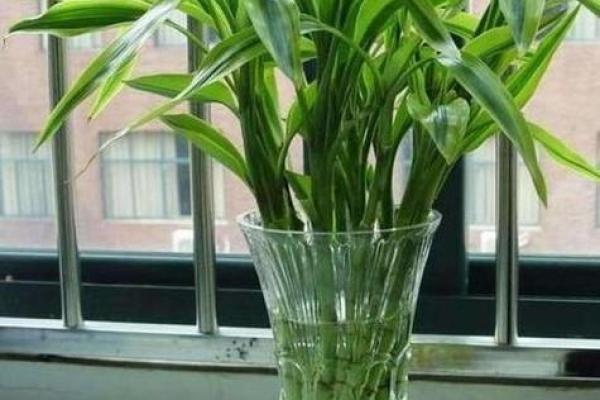 办公室最旺风水植物象征财源广进 办公室最旺风水植物象征财源广进