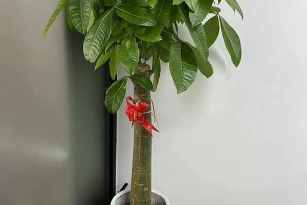 办公室最旺风水植物象征财源广进 办公室最旺风水植物象征财源广进