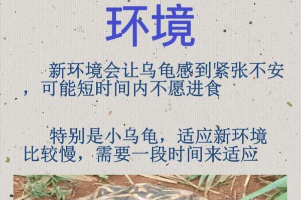 风水上养龟为什么不能养双,有这说法吗- 风水上养龟为什么不能养双,有这说法吗-