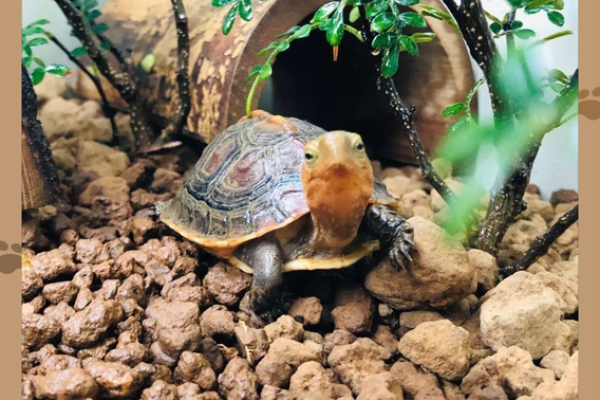 风水上养龟为什么不能养双,有这说法吗- 风水上养龟为什么不能养双,有这说法吗-