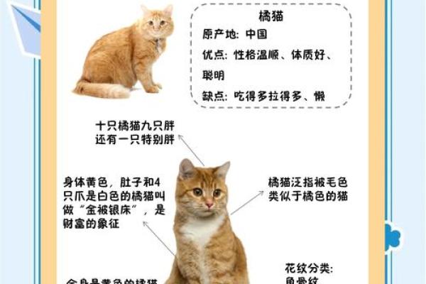 养黄猫的风水 家里养二只猫风水好不好 养黄猫的风水 家里养二只猫风水好不好