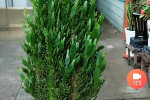 千手观音植物风水 千手观音植物风水