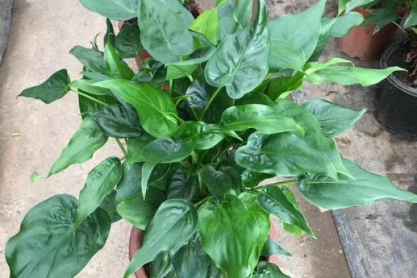 千手观音植物风水 千手观音植物风水