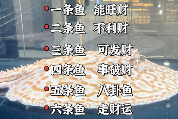 记住这些养鱼风水,会让你财源滚滚来 记住这些养鱼风水,会让你财源滚滚来