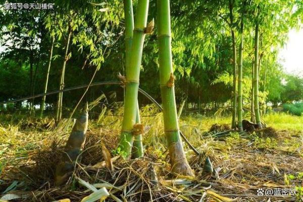 风水中有"无园不竹"之说 风水中有"无园不竹"之说