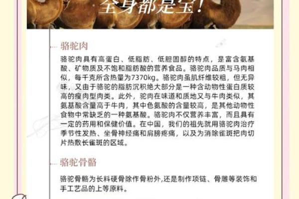 在风水上看沙漠骆驼是否具有良好的作用 在风水上看沙漠骆驼是否具有良好的作用