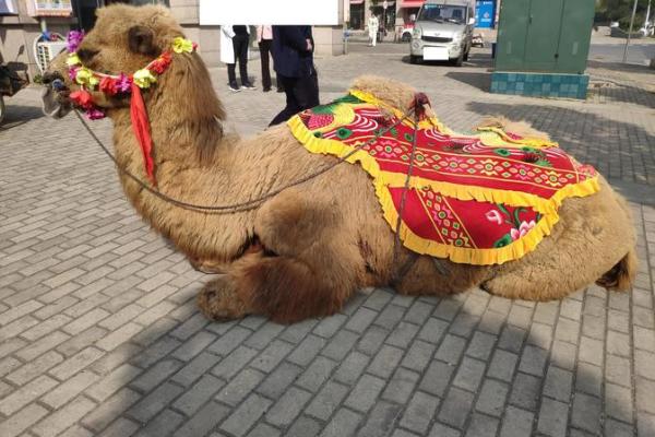 在风水上看沙漠骆驼是否具有良好的作用 在风水上看沙漠骆驼是否具有良好的作用