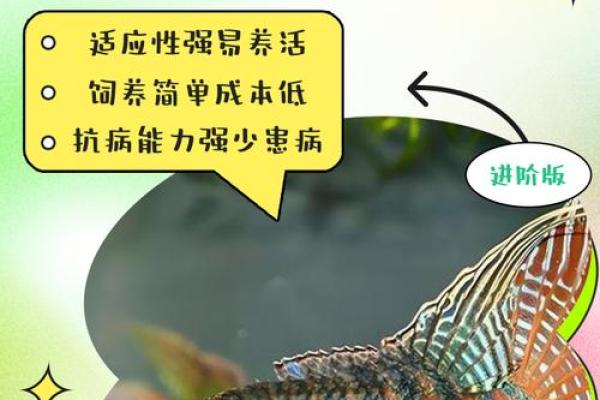 家里养风水鱼养几条比较好?有什么讲究吗? 家里养风水鱼养几条比较好?有什么讲究吗?