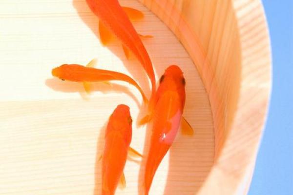 家里养风水鱼养几条比较好?有什么讲究吗? 家里养风水鱼养几条比较好?有什么讲究吗?