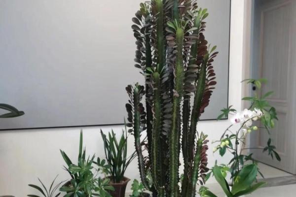 传统风水10种招鬼的花千万不能摆放在家里