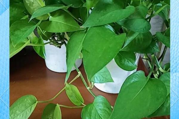 绿萝风水_进门看绿植好吗